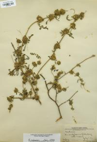 Ambrosia acanthicarpa image