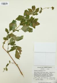 Agrimonia gryposepala image