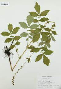 Agrimonia gryposepala image