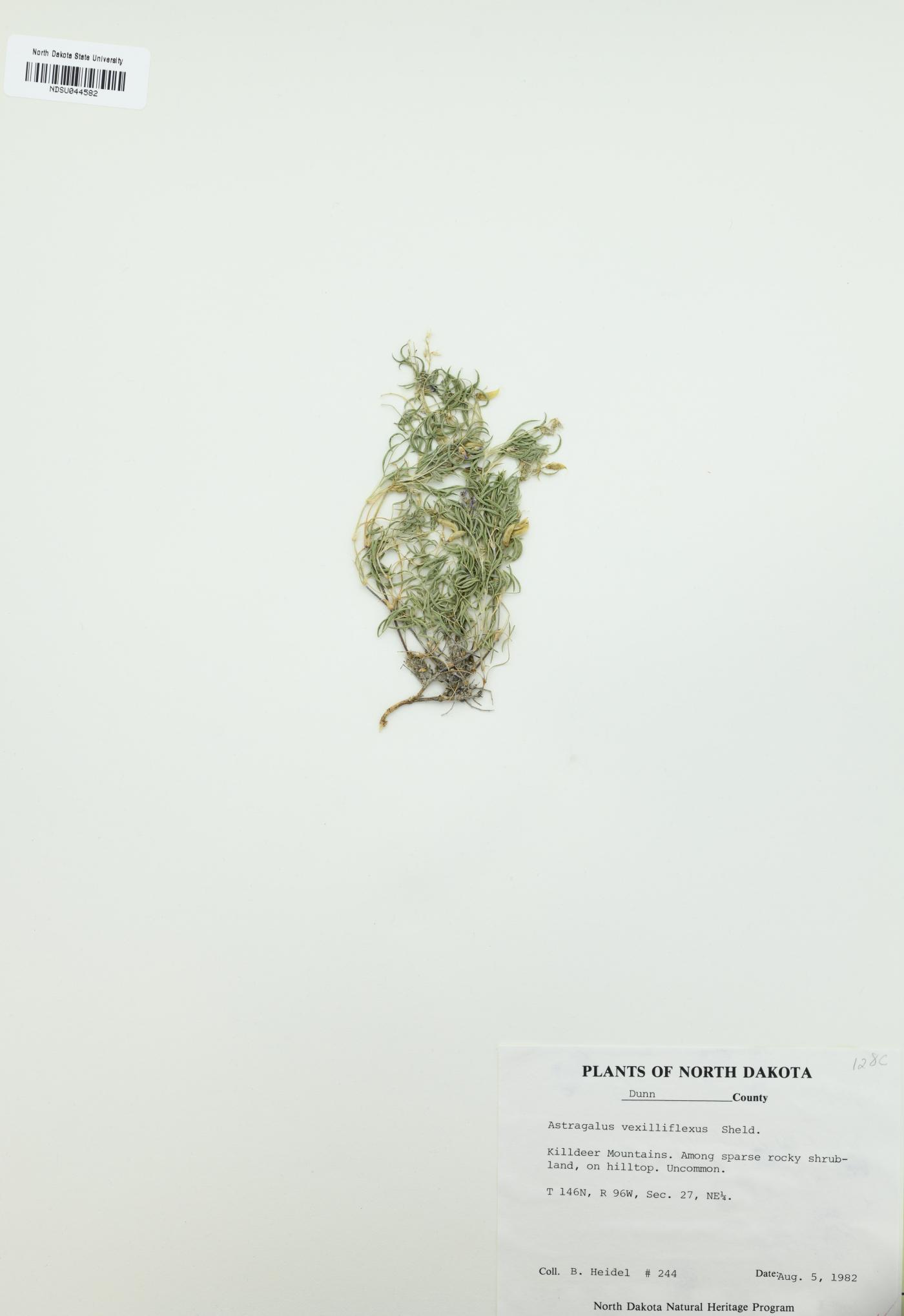 Astragalus vexilliflexus image