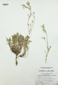 Astragalus vexilliflexus image