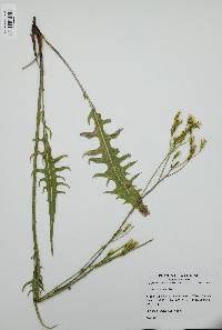 Crepis acuminata image