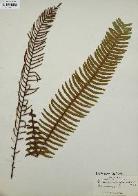 Blechnum spicant image