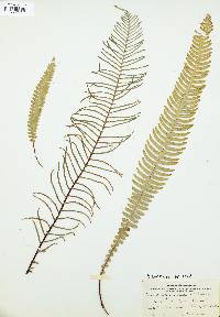 Blechnum spicant image