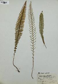 Blechnum spicant image