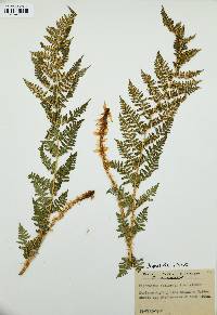 Dryopteris mindshelkensis image