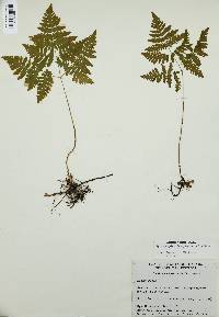 Gymnocarpium dryopteris image