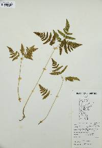 Gymnocarpium dryopteris image