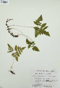 Gymnocarpium dryopteris image