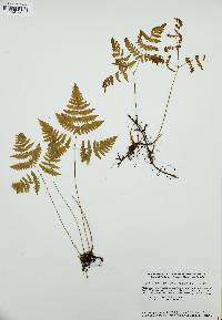 Gymnocarpium dryopteris image