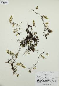 Hymenophyllum tunbrigense image