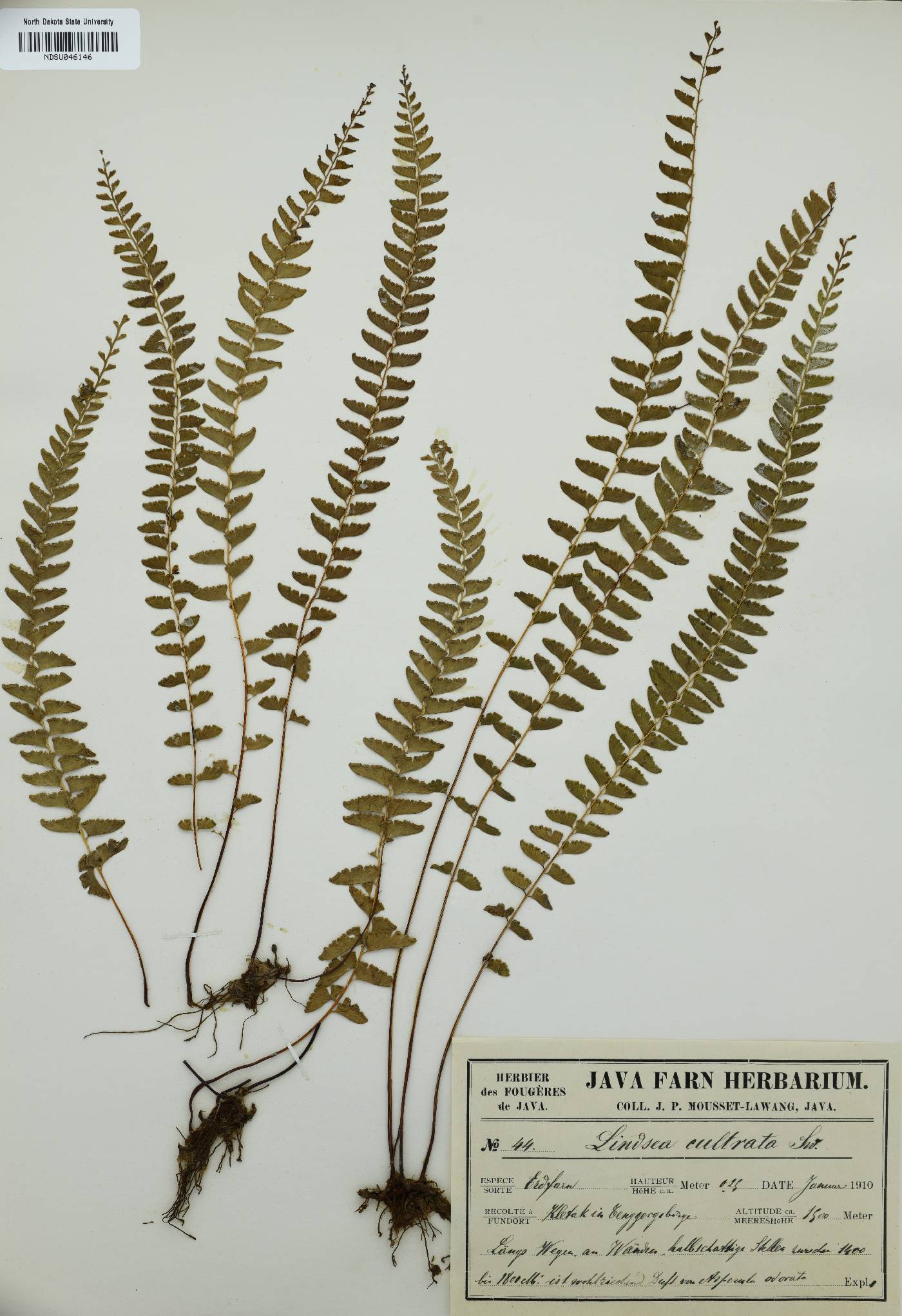 Lindsaea cultrata image