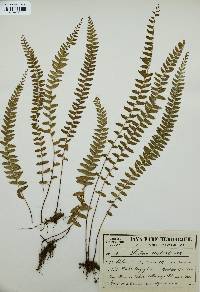 Lindsaea cultrata image