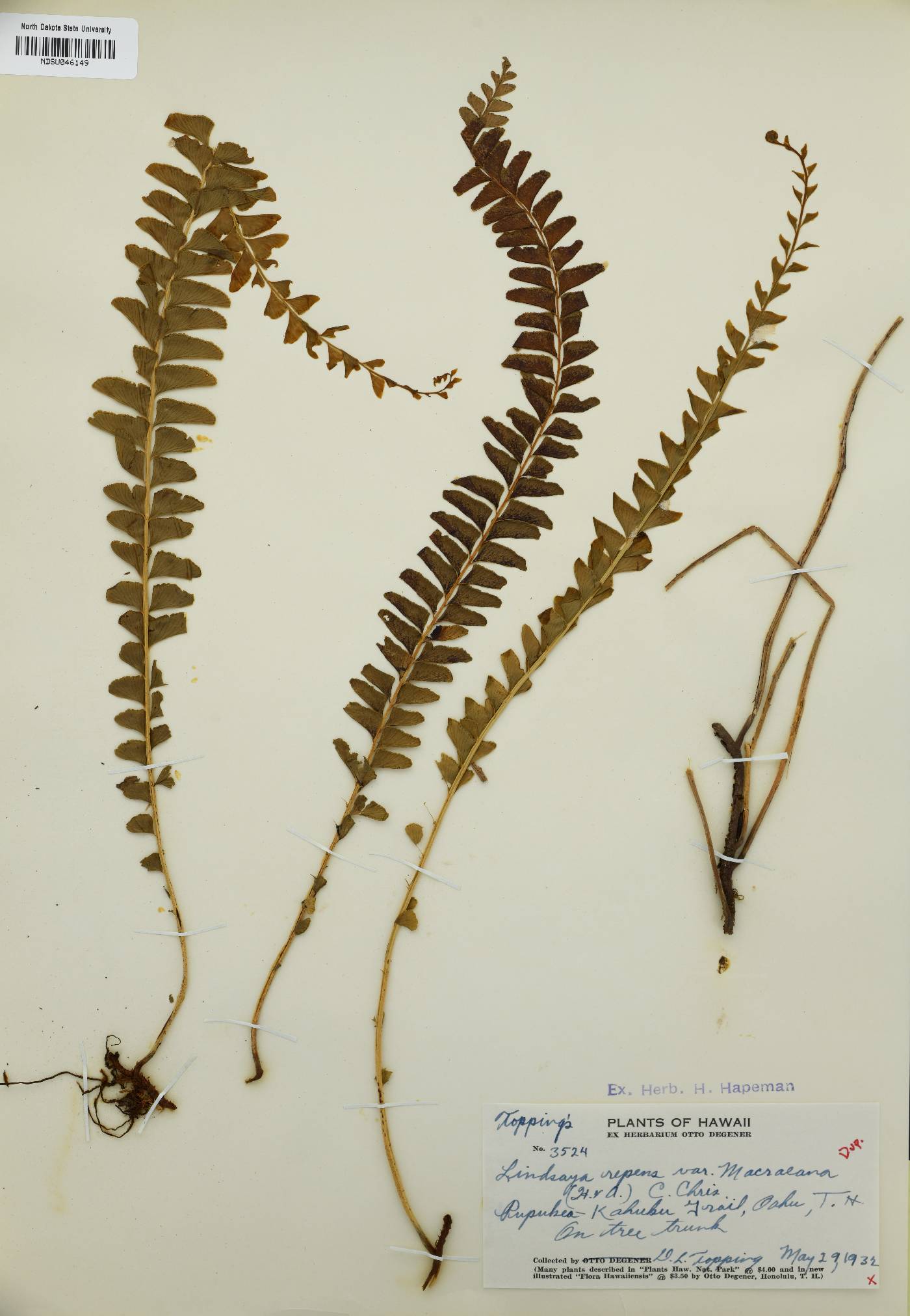 Lindsaea repens var. macraeana image