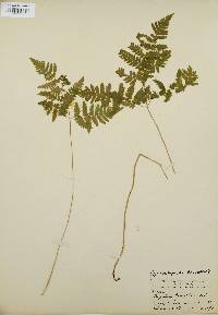 Gymnocarpium dryopteris image