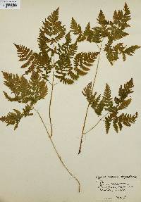 Gymnocarpium dryopteris image