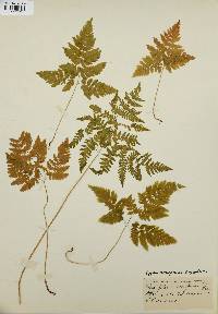 Gymnocarpium dryopteris image