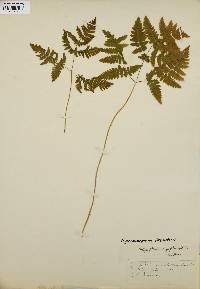 Gymnocarpium dryopteris image