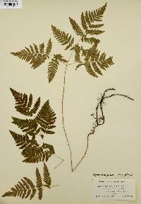 Gymnocarpium dryopteris image