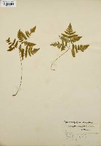 Gymnocarpium dryopteris image