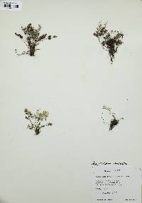 Argyrochosma dealbata image