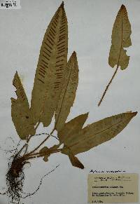 Asplenium scolopendrium image