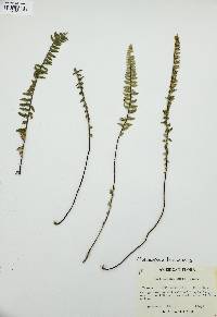 Myriopteris aurea image