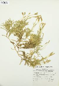 Diphasiastrum complanatum image