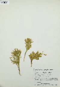 Diphasiastrum complanatum image