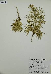 Diphasiastrum complanatum image