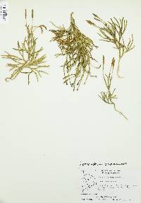 Diphasiastrum complanatum image