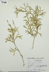 Diphasiastrum complanatum image