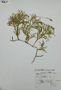 Diphasiastrum complanatum image