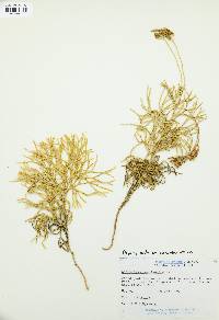 Diphasiastrum complanatum image