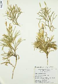 Diphasiastrum complanatum image