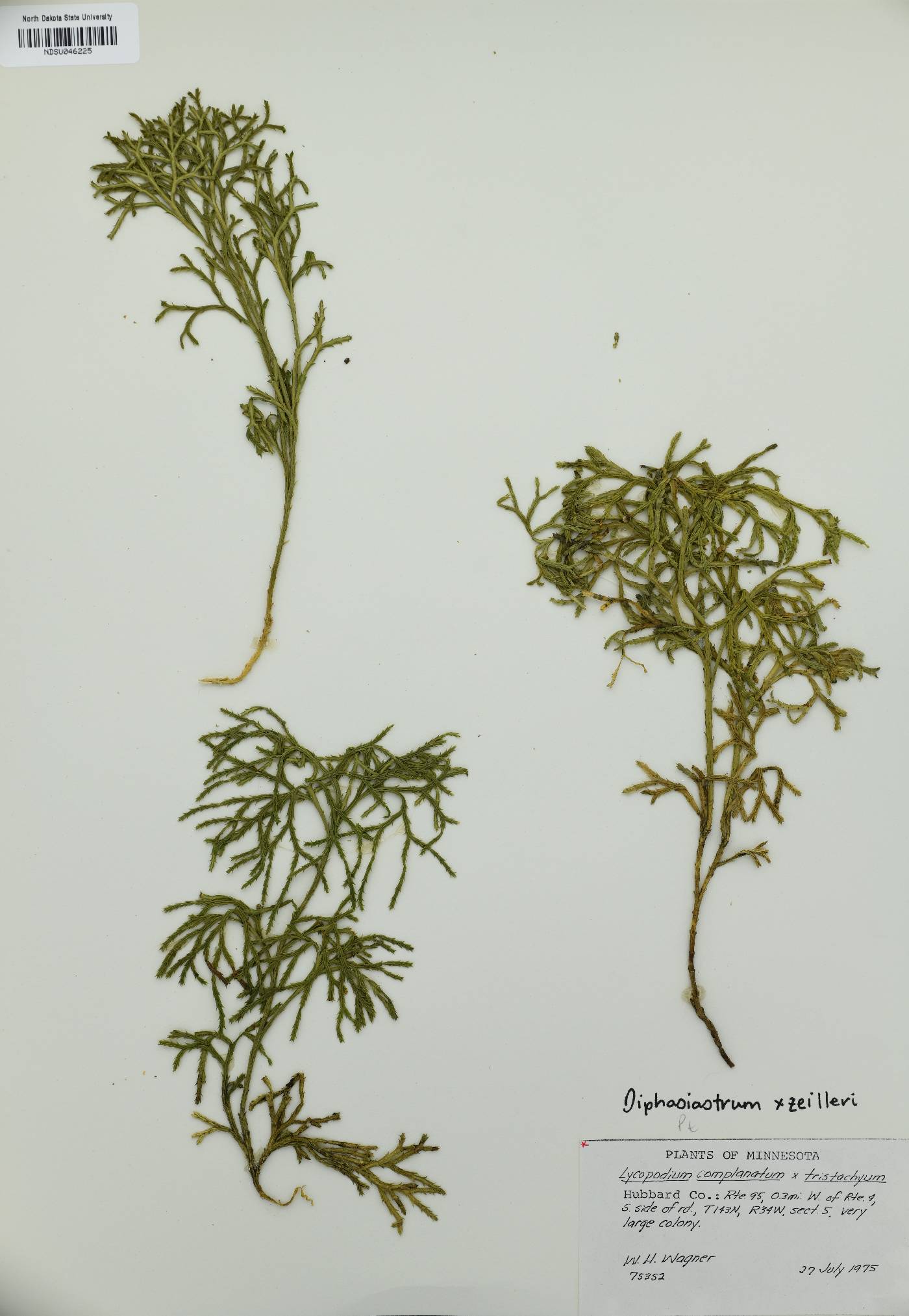 Diphasiastrum x zeilleri image