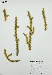 Lycopodiella alopecuroides image