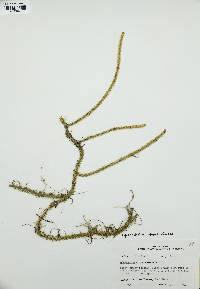 Lycopodiella alopecuroides image