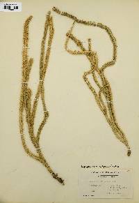 Lycopodiella alopecuroides image