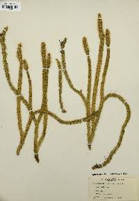 Lycopodiella alopecuroides image