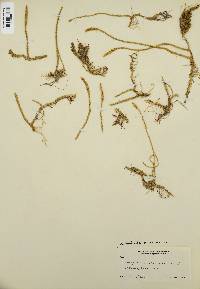 Lycopodiella alopecuroides image