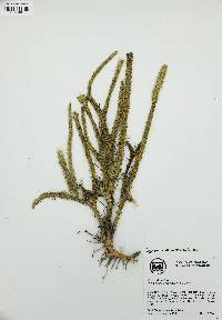 Lycopodiella alopecuroides image