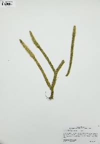 Lycopodiella alopecuroides image