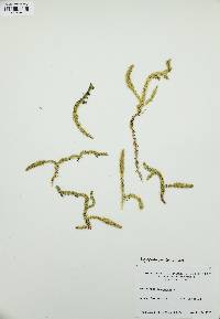 Lycopodiella inundata image