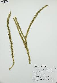 Lycopodiella prostrata image