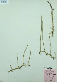 Lycopodiella prostrata image