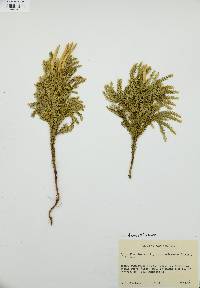 Dendrolycopodium dendroideum image