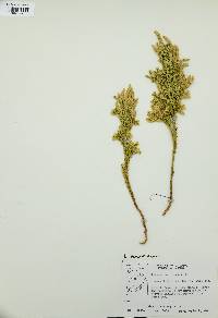 Dendrolycopodium dendroideum image