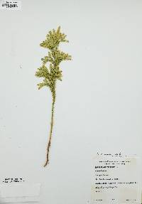 Dendrolycopodium dendroideum image