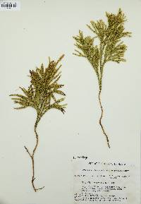 Dendrolycopodium hickeyi image